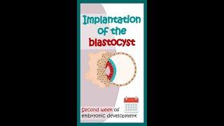 Second week of embryonic development | Blastocyst implantation |Animated biology with Arpan |#shorts