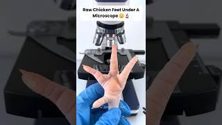 Raw Chicken Feet Under A Microscope  | Microscope View #shorts #viralshort #microscope