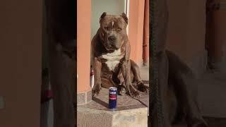 American Pitbull VS American Bully Transformation #shorts