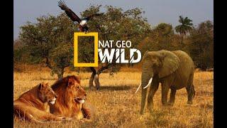 Nat Geo Wild. Мир Документальных Фильмов