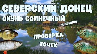 ОКУНЬ СОЛНЕЧНЫЙ НА ВЭКИ | ПРОВЕРКА ТОЧЕК | РУССКАЯ РЫБАЛКА 4 | РР4