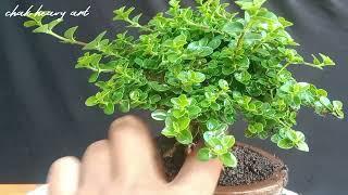 sancang mame..!! premna micropylla