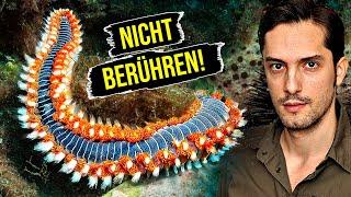 Giftige Feuerwürmer breiten sich in Europa aus! Wie gefährlich sind sie?