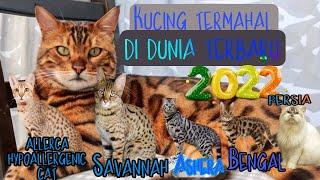 Luar biasa mahal,5 jenis kucing termahal di dunia terbaru 2022.