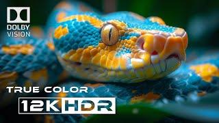 OLED Demo HDR 8K Dolby Vision 60fps l The Wild Vibrant Color