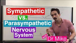 Sympathetic versus Parasympathetic Nervous System | Nervous System