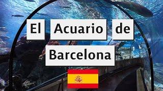 Vacaciones pagadas por mi sugar, ¿Vale la pena el Acuario de Barcelona?