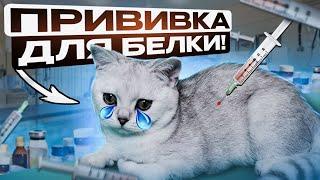 СДЕЛАЛ БЕЛКЕ ПРИВИВКУ/ЛАЙКИ LIKE/#cat