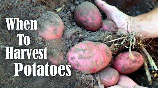 How to Harvest, Cure, and Store Potatoes