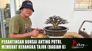 PERANTINGAN BONSAI ANTING PUTRI. MEMBUAT KERANGKA TAJUK (bagian 6)