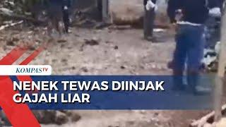 Nenek di Lampung Tewas Diinjak Gajah Liar yang Mengamuk