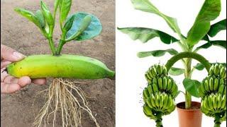 Great Technique For Grafting Banana Tree Growing fast with aloe vera |  How to grow banana trees Gar