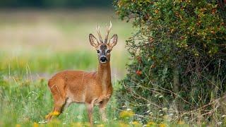 Cute and Funny Deers video | Baby Deer Videos for Kids | Funny Deer Videos | Whitetail Deer Videos