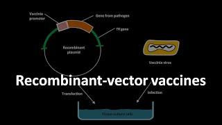 Recombinant vector vaccines