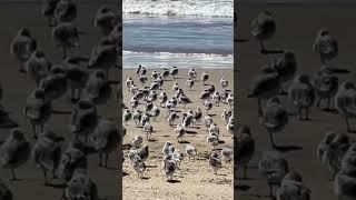 Driving on Pismo Beach huge flock of Snowy Plubbers#pismobeach#snowyplubbers#roadtrekingwithroandlo