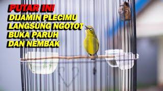 PANCINGAN PLECI GACOR BIKIN PLECIMU BUKPAR DAN NEMBAK LEBIH NGOTOT