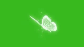 butterfly green screen video