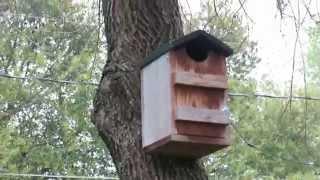 Eastern Screech Owl House - This thing is AWESOME