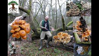 Leckere Winterpilze im Laubwald der Samtfußrübling  - Spaßiger Neujahrs Spaziergang