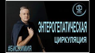 Биохимия: Энтерогепатическая циркуляция