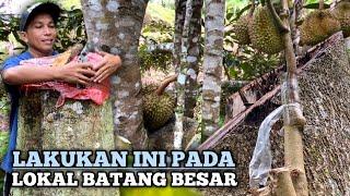 CARA MELAKUKAN TOP WORKING PADA POHON DURIAN LOKAL BESAR