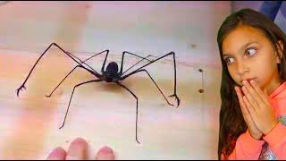 НА МЕНЯ НАПАЛ ПАУК.. (ПОМОГИТЕ) НЕ СКАЖИ ВАУ и НЕ ИСПУГАЙСЯ ЧЕЛЛЕНДЖ! pet spider escaped Валеришка