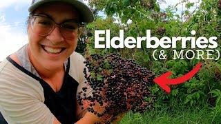 A Very Berry Gardening Day! (Planting & Harvesting),  Peek At Our Honeybees | Farm Life VLOG