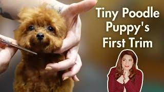 The World's Tiniest Poodle Puppy's First Trim