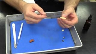 Seed Dissection