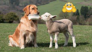 Funniest Animal Videos 2024  - Funny Cats And Dogs Videos 