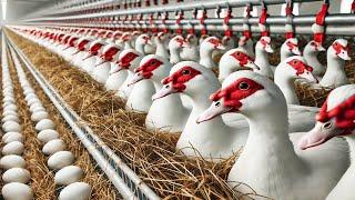 How Muscovy Duck Farm Produces Millions Of Eggs - Modern Muscovy Duck Farm