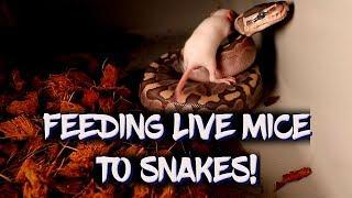 Feeding live mice to snakes!