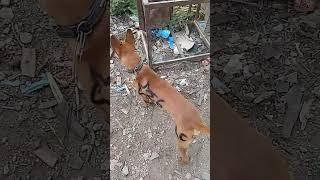 Intaian Anjing Pemburu Terhadap Buruannya #slm Porbi Jateng