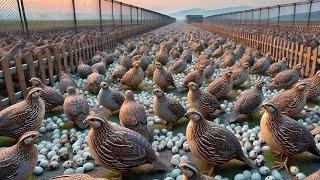 How Chinese Farmers Raise Hundreds Of Millions Of Quails For Eggs And Meat