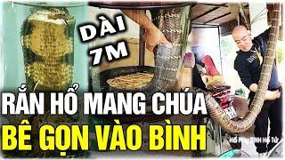 Cảnh ngâm rượu RẮN hổ mang KHỔNG LỒ dài 5 mét được xếp vào bình, xem mà thót tim