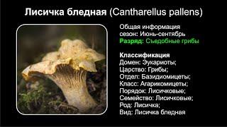 Лисичка бледная (Cantharellus pallens)