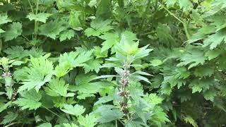 Motherwort ~ Leonurus cardiaca ~ Blog #40 LymeCompass.net