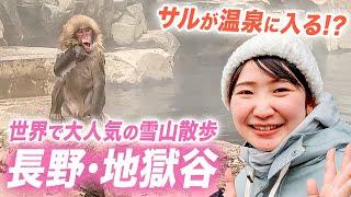 世界で唯一！温泉に入る長野のサルを見る雪山散歩 地獄谷野猿公苑【SNOW MONKEY】