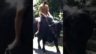 Kenangan manis Sapi Setia farm#shorts