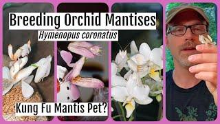 Pet Orchid Mantis Care Sheet Hymenopus coronatus Kung Fu Mantid #orchidmantis #petmantises #mantis