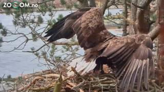 Eagle EATING a CAT!