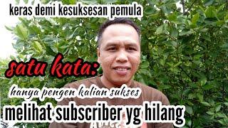 cara melihat jumlah subscriber yang hilang dan spam