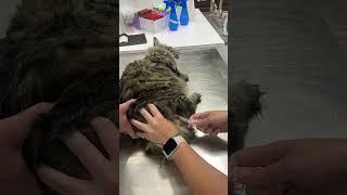 Skill 22 feline administration of intramuscular injection