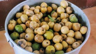 Choerospondias Axillaris (Nepali Hog Plum/ Lapsi)