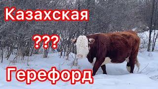 КАК ОТЛИЧИТЬ ГЕРЕФОРДА ОТ КАЗАХА????