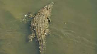 5 Facts About Nile Crocodiles You Must See