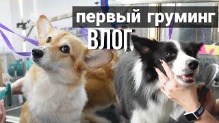 ЕДЕМ В ПЕРВЫЙ РАЗ НА ГРУМИНГ С ДВУМЯ СОБАКАМИ | ВЛОГ | VLOG | 22.09.2024 ДОГ-ВЛОГ #груминг #влог