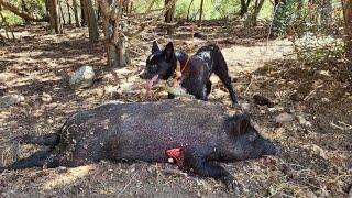 Chasse aux sangliers en Corse à Tox 125