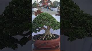 Bonsai Sancang #bonsai #bonsaitree