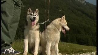 The Siberian Husky And Alaskan Malamute